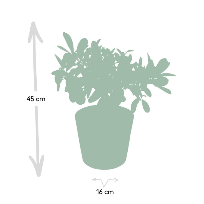 Citronträd Och Dess Keramikkruka - 45 Cm - Ø16 - Fruktbuske