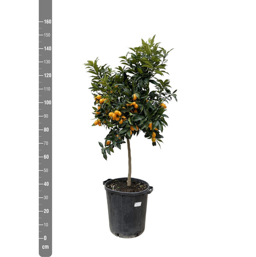 Citrus Kumquat