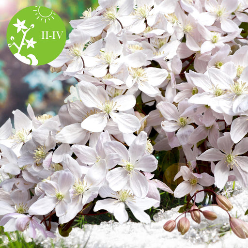 Clematite Armandii - ↨65Cm - Ø15 - Utomhusblommande Växt