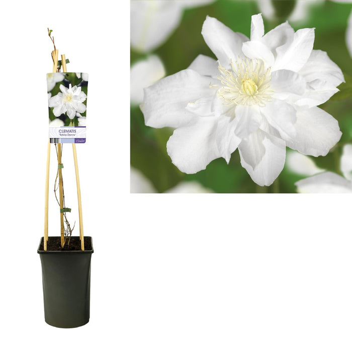 Vit Clematis Sylvia Denny D17Cm H75Cm