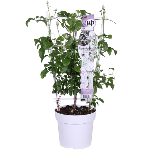 Clematite Boulevard® Corinne ™ - ↨70Cm - Ø19 - Klätterblommande Utomhusväxt