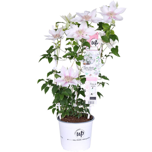 Clematite Boulevard® Corinne ™ - ↨70Cm - Ø19 - Klätterblommande Utomhusväxt