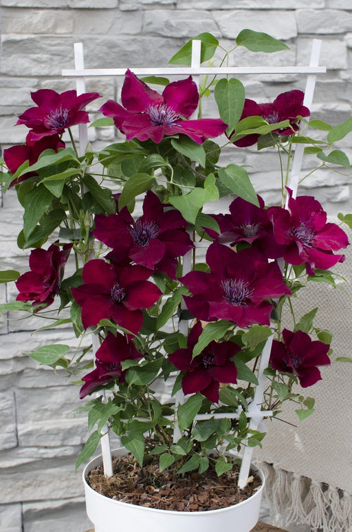 Clematite Boulevard® Nubia ™ - ↨70Cm - Ø19 - Klätterblommande Utomhusväxt