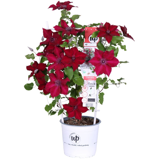 Clematite Boulevard® Nubia ™ - ↨70Cm - Ø19 - Klätterblommande Utomhusväxt