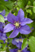 Clematite Boulevard® Olympia ™ - ↨70Cm - Ø19 - Klätterblommande Utomhusväxt