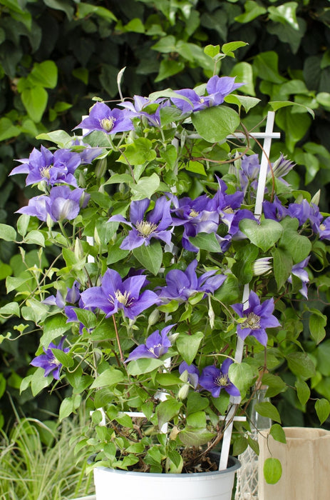 Clematite Boulevard® Olympia ™ - ↨70Cm - Ø19 - Klätterblommande Utomhusväxt