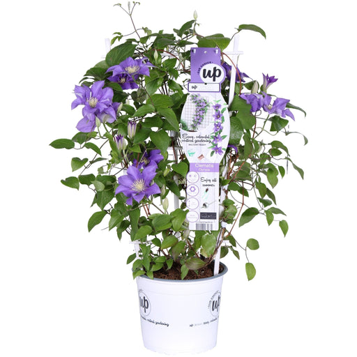 Clematite Boulevard® Olympia ™ - ↨70Cm - Ø19 - Klätterblommande Utomhusväxt