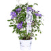 Clematite Boulevard® Olympia ™ - ↨70Cm - Ø19 - Klätterblommande Utomhusväxt