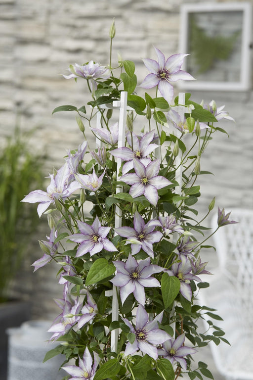 Clematite Boulevard® Samaritan Jo ™ - ↨65Cm - Ø15 - Klätterblommande Utomhusväxt