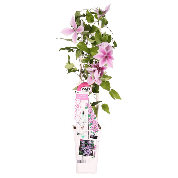 Clematite Boulevard® Yuan ™ - ↨65Cm - Ø15 - Blommande Klätterväxt