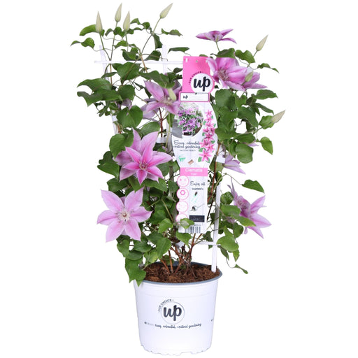 Clematite Boulevard® Yuan ™ - ↨70Cm - Ø19 - Blommande Utomhusväxt