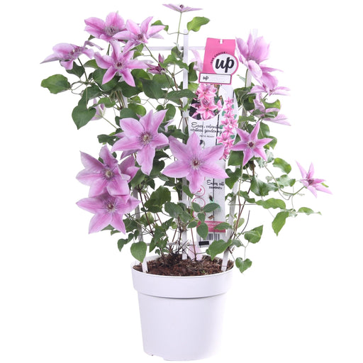 Clematite Boulevard® Yuan ™ - ↨70Cm - Ø19 - Blommande Utomhusväxt