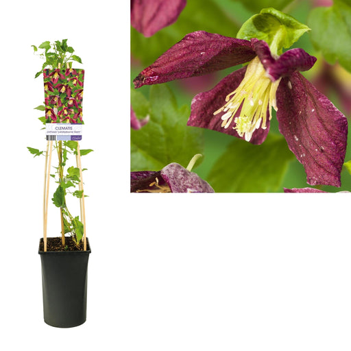 Clematis Cirrhosa D17Cm H75Cm