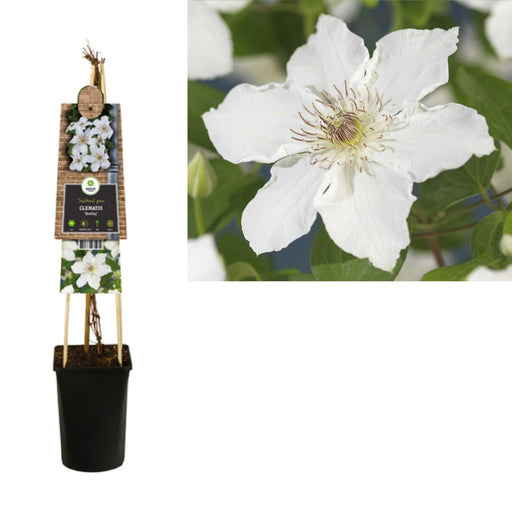 Clematite Destiny White D17Cm H75Cm