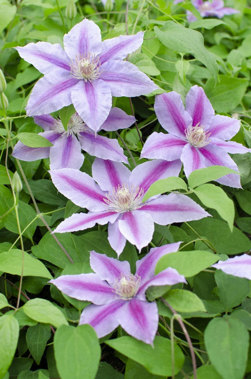 Clematite Dr Ruppel - ↨65Cm - Ø15 - Klätterblommande Utomhusväxt