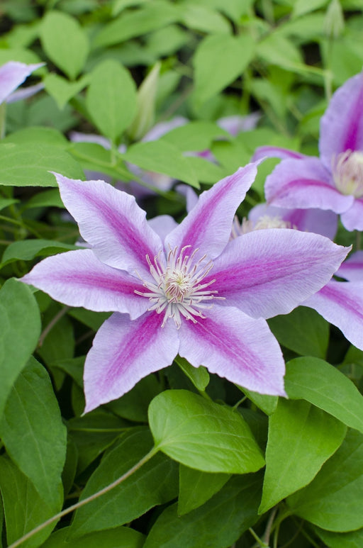 Clematite Dr Ruppel - ↨65Cm - Ø15 - Klätterblommande Utomhusväxt