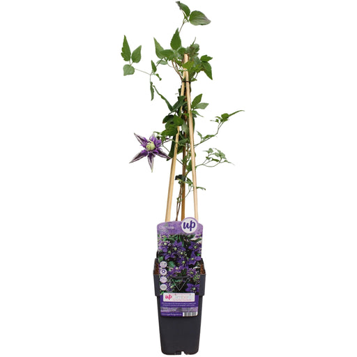 Clematite Florida 'Taiga' - ↨65Cm - Ø15 - Blommande Klätterväxt