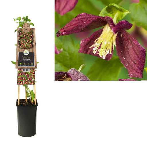 Clematite Landsdowne Gem D17Cm H75Cm