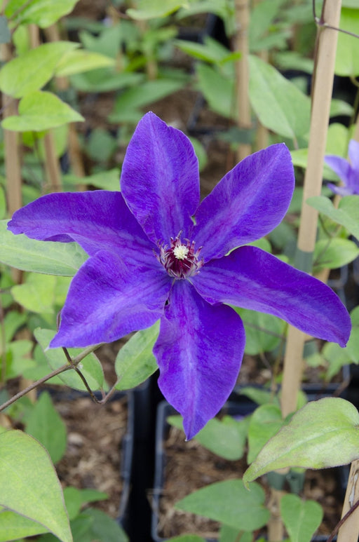 Clematite Le Président - ↨65Cm - Ø15 - Blommande Utomhusväxt