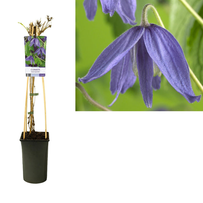 Clematis Macropetala D17Cm H75Cm