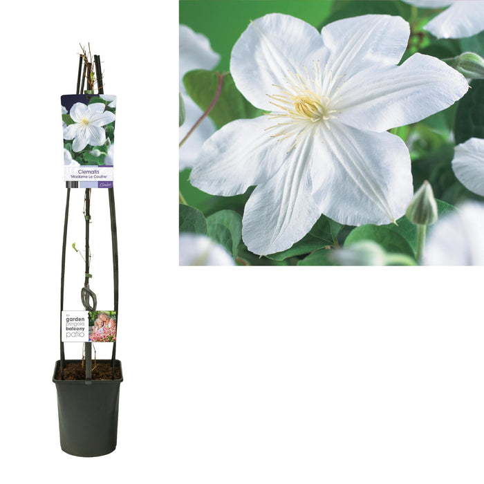 Clematite Madame Le Coultre Vit D23Cm H115Cm