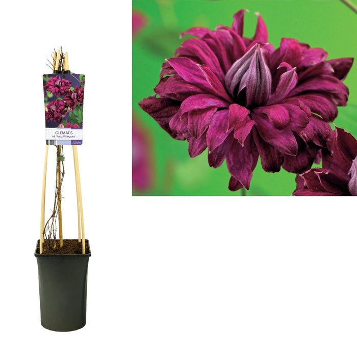 Elegant Lila Clematis D17Cm H75Cm