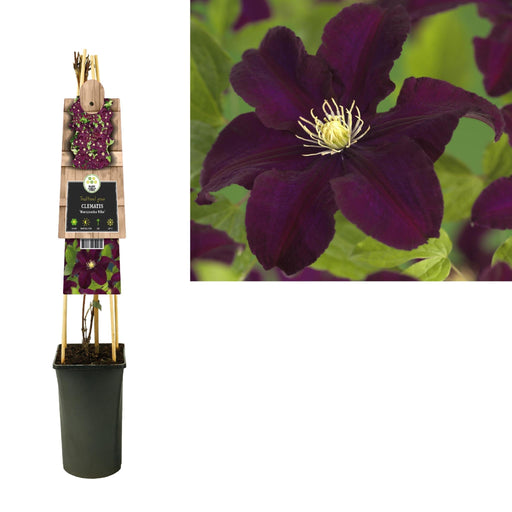 Clematis Warszawska Lila D17Cm H75Cm