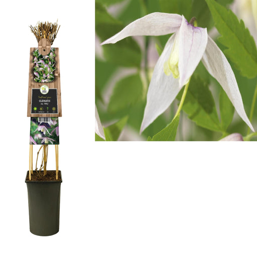 Clematis Willy Vit D17Cm H75Cm