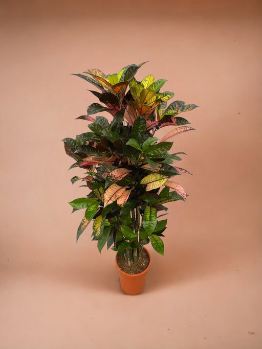 Codiaeum Croton Iceton