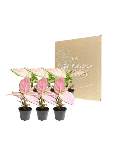 Aglaonema Box - Set Med 6 Växter