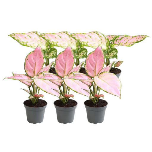 Aglaonema Box - Set Med 6 Växter