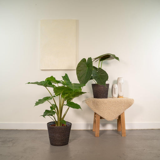 Alocasia Wenii Box, Alocasia Portodora - Set Med 2 Växter