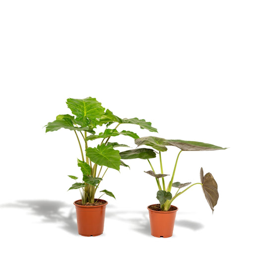 Alocasia Wenii Box, Alocasia Portodora - Set Med 2 Växter