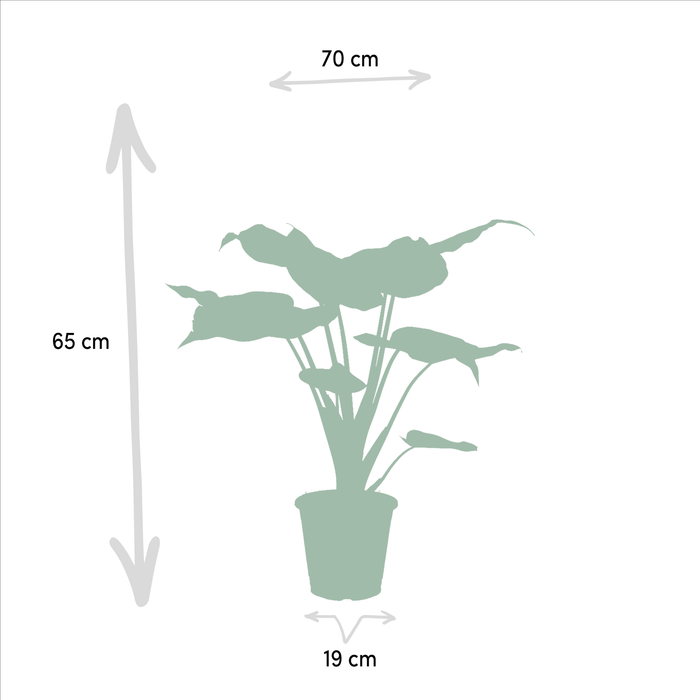 Alocasia Presentförpackning - Set Med 3 Växter