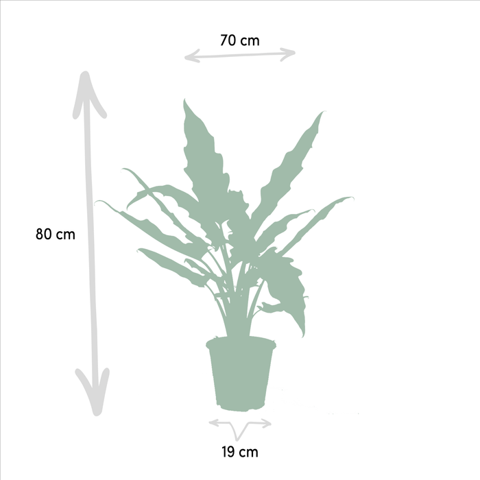 Alocasia Presentförpackning - Set Med 3 Växter