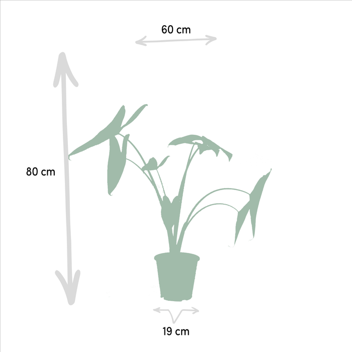 Alocasia Presentförpackning - Set Med 3 Växter