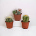 Baby Cactus Presentask - Set Med 3 Växter, H16Cm