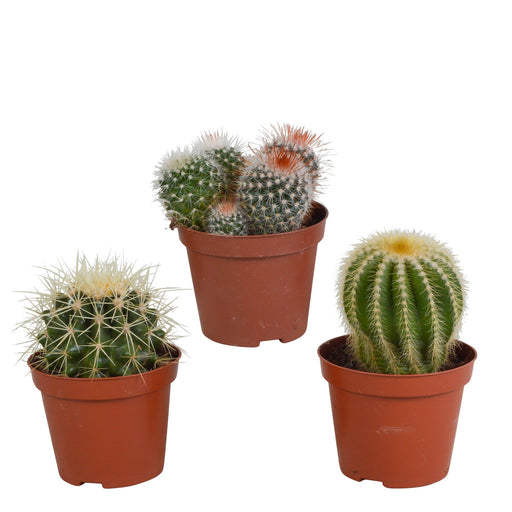 Baby Cactus Presentask - Set Med 3 Växter, H16Cm