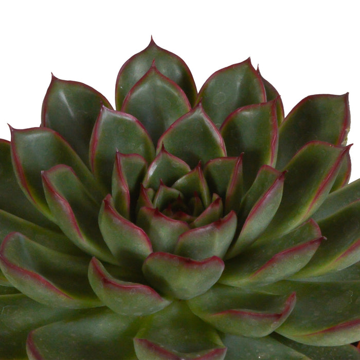 Echeveria Presentförpackning Och Dess Vita Växtkrukor - Set Med 3 Växter, H21Cm