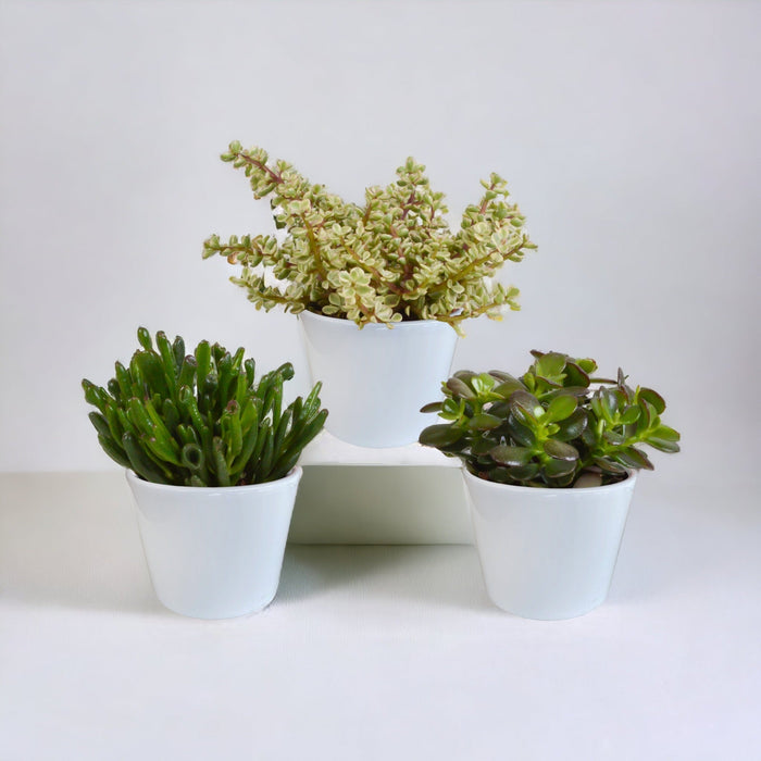 Crassula Box Och Dess Vita Växtkrukor - Set Med 3 Växter, H21Cm