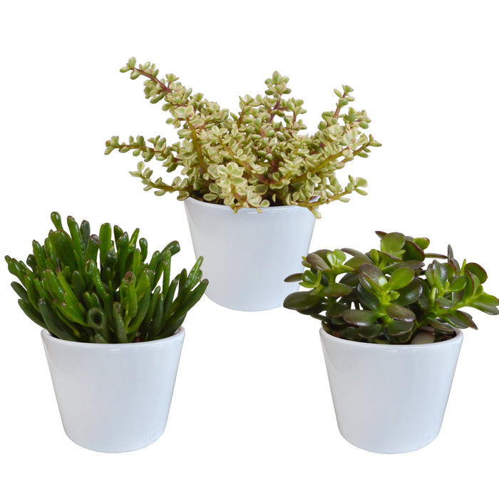 Crassula Box Och Dess Vita Växtkrukor - Set Med 3 Växter, H21Cm