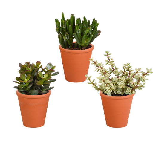 Crassula Box Och Dess Terrakottaväxtkrukor - Set Med 3 Växter, H18Cm