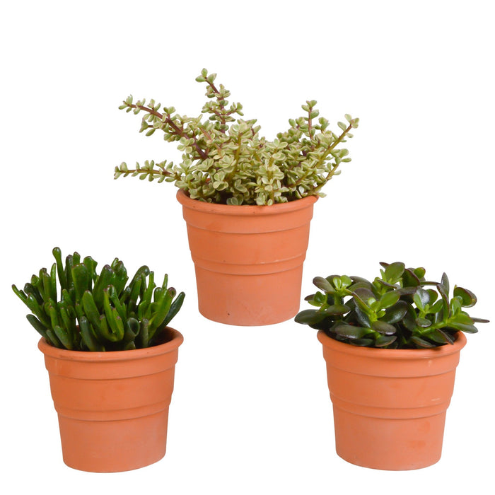 Crassula Box Och Dess Terrakottaväxtkrukor - Set Med 3 Växter, H21Cm