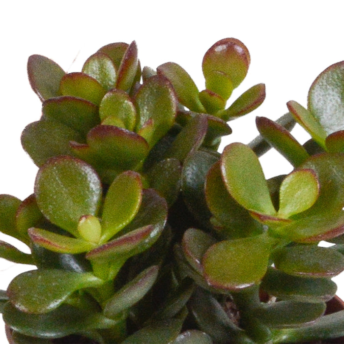 Crassula Box - Set Med 3 Växter, H18Cm - Mini Succulent Presentbox