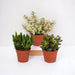 Crassula Box - Set Med 3 Växter, H18Cm - Mini Succulent Presentbox