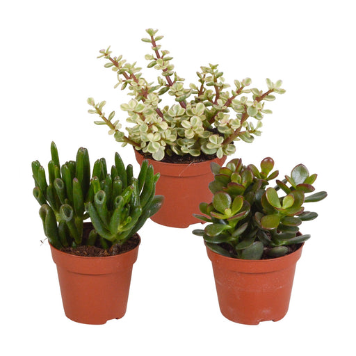 Crassula Box - Set Med 3 Växter, H18Cm - Mini Succulent Presentbox