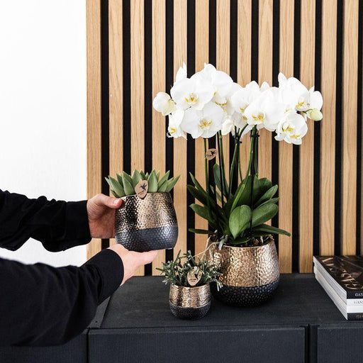 Home Hub Box | Phalaenopsis Orkidé Och Suckulenta Växter