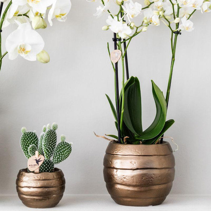 Home Hub Box | Phalaenopsis Orkidé Och Suckulenta Växter