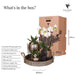 Home Hub Box | Phalaenopsis Orkidé Och Suckulenta Växter