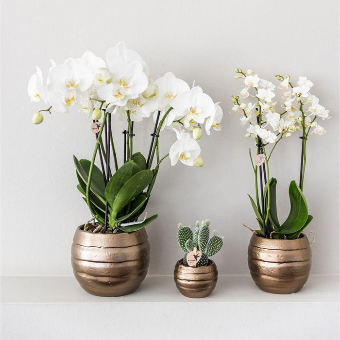 Home Hub Box | Phalaenopsis Orkidé Och Suckulenta Växter